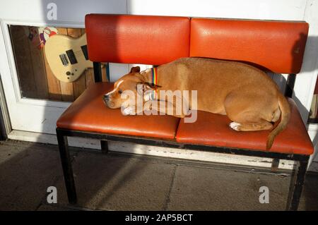 Un cane dorme al sole a Brighton Foto Stock