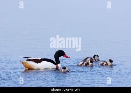 Shelduck comune (Tadorna tadorna) femmina con anatroccoli / giovani nuoto in acqua di mare lungo la costa Foto Stock