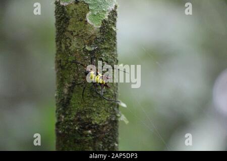 Il ragno pungenti sulla struttura ad albero in Ecuador Foto Stock