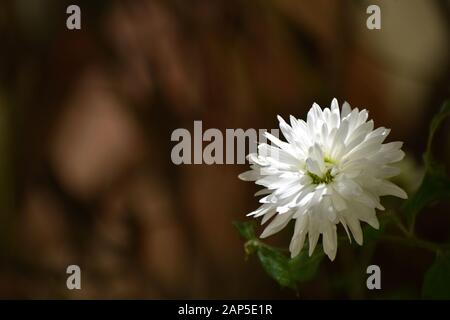 Bella foto di un fiore bianco esposto con bella luce solare e con morbido bokeh di sfondo verde e marrone. Foto Stock