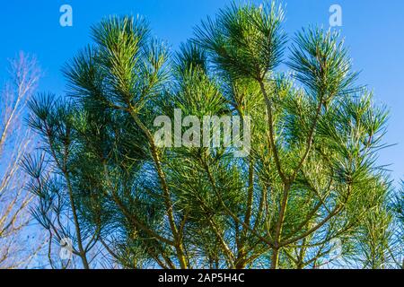 primo piano del fogliame un pino di pietra italiano, specie di alberi tropicali della regione mediterranea Foto Stock