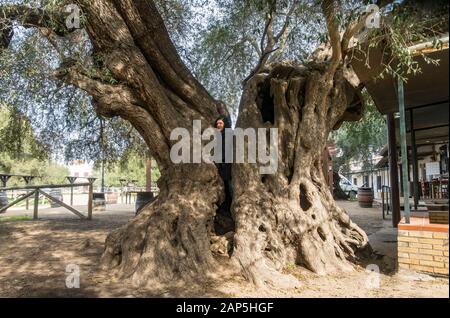 Antico ulivo, El Rocio, Parco Nazionale Doñana, Andalusia, Spagna, Europa Foto Stock