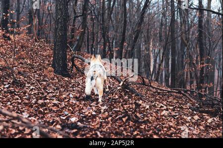 wolfhound, un wolfdog cecoslovacco nella splendida natura autunnale. Foto Stock