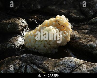 Un uovo caso del comune di Buccino, noto come un mare la sfera di lavaggio, spesso viene lavato fino sulla strandline dopo le tempeste invernali. Di solito un bambino buccino emerge Foto Stock