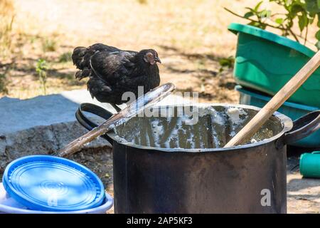 Perches di pollo nero sul bordo di un grande piatto di cottura in metallo che mangia cibo essiccato prima che il piatto sia lavato in un villaggio in Malawi Foto Stock