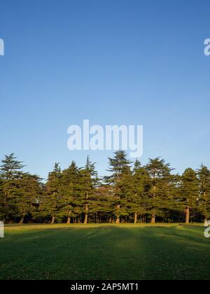 Linea di alberi boschivi contro un cielo azzurro in un parco Foto Stock