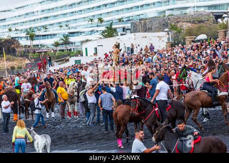 I piloti cavalli di balneazione in mare a San Sebastian fiesta dalla spiaggia, Playa Enramada. Ogni anno gli animali vengono prese qui sui santi giorno un Foto Stock