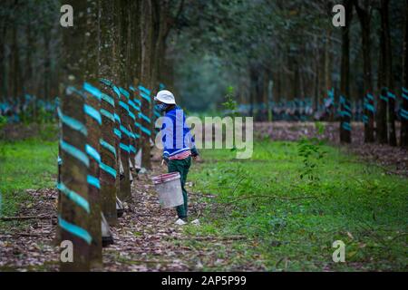 Una donna non identificato il lavoro in gomma di una foresta di alberi di lattice di raccolta. Foto Stock