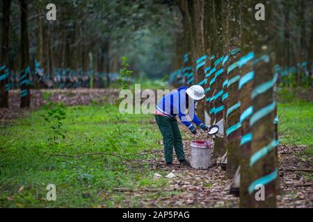 Una donna non identificato il lavoro in gomma di una foresta di alberi di lattice di raccolta. Foto Stock