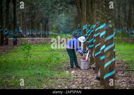 Una donna non identificato il lavoro in gomma di una foresta di alberi di lattice di raccolta. Foto Stock