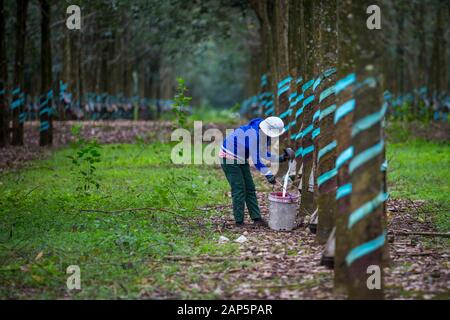 Una donna non identificato il lavoro in gomma di una foresta di alberi di lattice di raccolta. Foto Stock