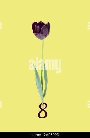 Primavera floreale vacanza design con tulipano viola isolato su sfondo rosa, copia spazio per il tuo testo, closeup, festive madri o womens giorno concetto Foto Stock