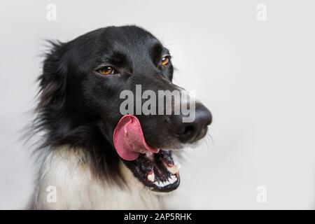 Primo piano ritratto di un allegro cane Collie Bordo purebred mostrando la lingua grande, leccando il suo muso, isolato su parete grigia con spazio copia. Divertente cucciolo Foto Stock