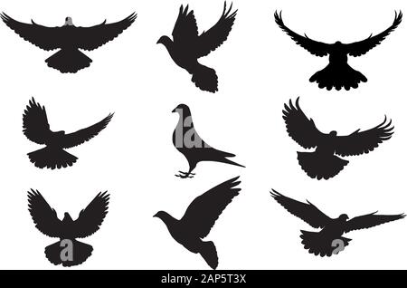 Silhouette di Pigeon isolati su sfondo bianco Illustrazione Vettoriale