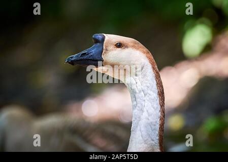 Cinese testa d'oca close-up Foto Stock