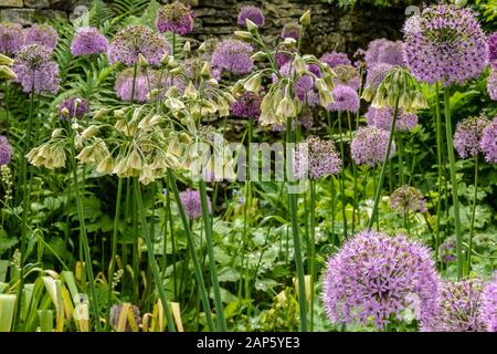 I fiori a forma di campana dangling di Nectaroscordum siculum combinati con gli allium viola rendono uno spettacolare spettacolo di tarda primavera Foto Stock