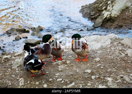 Splendidi anatre insieme Foto Stock