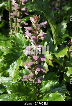 La pianta, le braghe dell'Orso, Aanthus Mollis Foto Stock