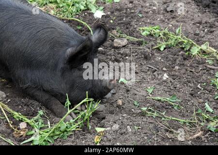 Un maiale peloso nero Foto Stock