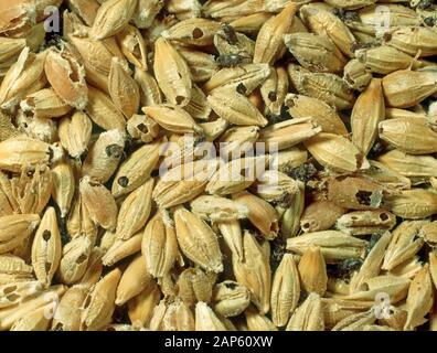 L'orzo in chicchi curculione (Sitophilus granarius) e gravemente danneggiato i chicchi d'orzo da un infestati grain store Foto Stock