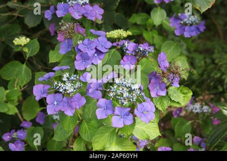 I fiori di un albero azzurro di Hydrangea Foto Stock