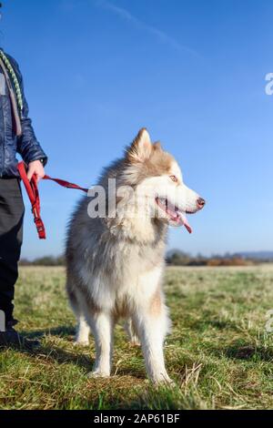 Professional dog walker con Alaskan Malamute Samoiedo e razze. Foto Stock