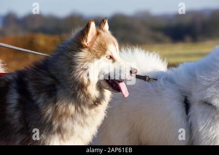 Professional dog walker con Alaskan Malamute Samoiedo e razze. Foto Stock