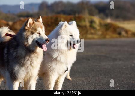 Professional dog walker con Alaskan Malamute Samoiedo e razze. Foto Stock