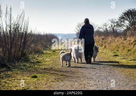 Professional dog walker con Alaskan Malamute Samoiedo e razze. Foto Stock