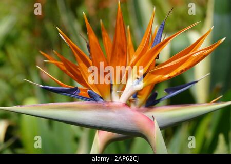 Uccello del Paradiso fiore Foto Stock