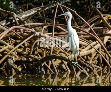 Morph bianca rossa; uccello; radici di mangrovie; natura; fauna; animale, Egreta rufescens; Lovers Key state Park; estero; Florida; inverno, hori Foto Stock