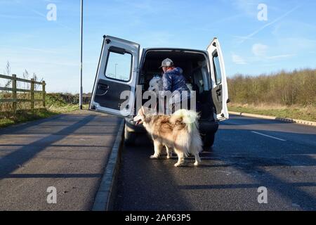 Professional dog walker con Alaskan Malamute Samoiedo e razze. Foto Stock