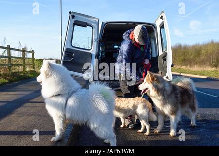 Professional dog walker con Alaskan Malamute Samoiedo e razze. Foto Stock