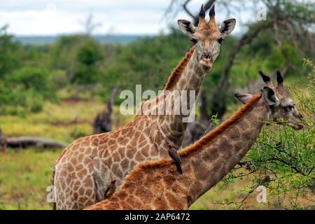 Un paio di giraffe di Cape Browsing nel Parco Nazionale Kruger, Sud Africa Foto Stock