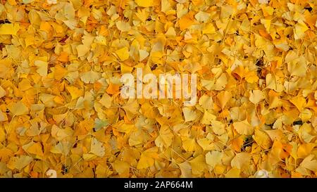 Ginko Biloba foglie decidue, Milano, 2019 Foto Stock