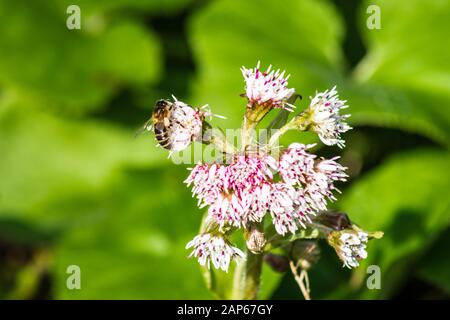 Un ape miele api mellifera con cestini di polline visibile visitando il fiore di un butterbur Petasites ibridus in inverno Foto Stock