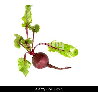 Barbabietole con foglie, barbabietole intere fresche isolate su fondo bianco. Barbabietole rosse crude. Foto Stock