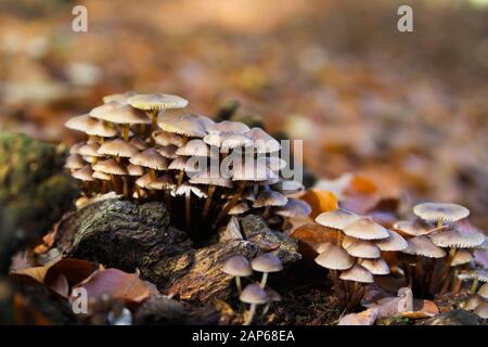 Primo piano di piccoli funghi di gruppo (micena) che crescono su tronco di alberi morti nella foresta - Germania Foto Stock