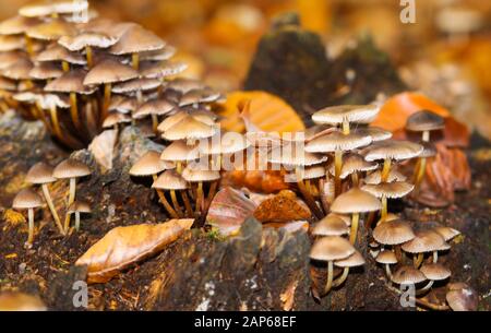 Primo piano di piccoli funghi di gruppo (micena) che crescono su tronco di alberi morti nella foresta - Germania Foto Stock