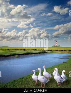DE - Schleswig Holstein: Faro Westerhever Foto Stock
