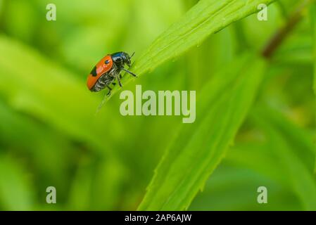 Piccolo Bug rosso su Una Pianta verde, Cryptocephalus bipunctatus, coleottero a Due punti, verde fresco Foto Stock