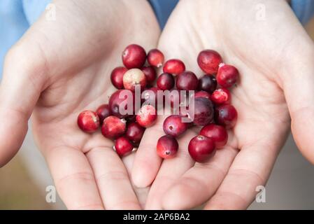 Donna mani mature di mirtilli rossi rosso Foto Stock