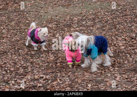 Il cinese crested cane e due chihuahua vengono a giocare nel parco d'autunno. Gli animali da compagnia. Cane di razza. Foto Stock