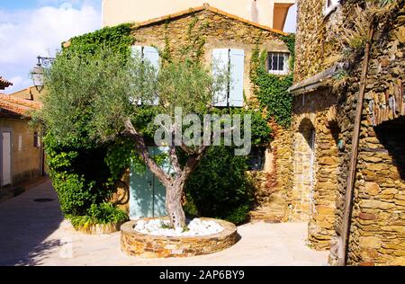 Vista su piazza con ulivi verdi e tipica casa di pietra mediterranea francese coperta di edera in luminosa luce naturale al sole - Gassin, Costa Azzurra, Foto Stock