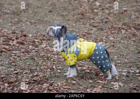 Il cinese crested cane in bellissimi abiti di pet è in piedi nel parco d'autunno. Gli animali da compagnia. Cane di razza. Foto Stock