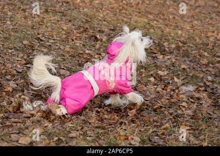 Carino il cinese crested cane in bellissimi abiti di pet. In autunno park. Gli animali da compagnia. Cane di razza. Foto Stock