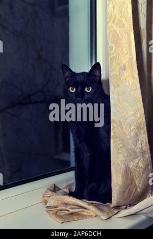 Gatto bianco e nero nascosto dietro un sipario giallo.fuoco selettivo Foto Stock