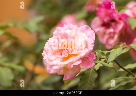 Le rose rosa in un giardino Foto Stock
