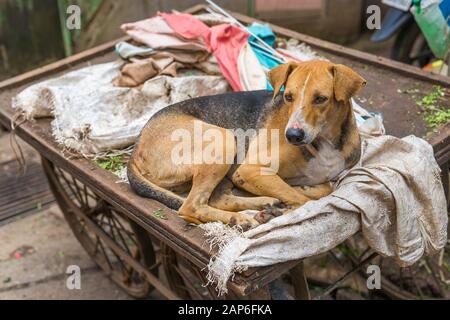 Vecchio carrello con cane randagio che si trova in cima nelle strade di Mumbai Foto Stock