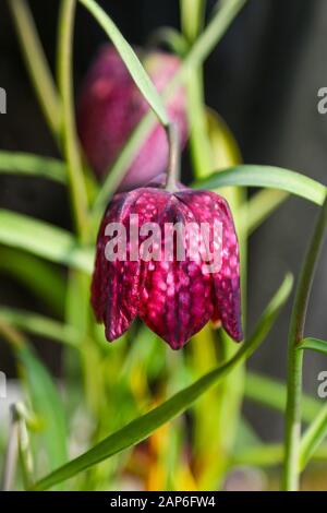 Un primo piano di un Fritillary comune, Snake's-head Fritillary, (Fritillaria meleagris), fiore fioritura, Inghilterra, Regno Unito Foto Stock